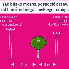 Ilustracja pokazuje, jak daleko od słupa średniego napięcia (5 m) i niskiego napięcia (2 m) można posadzić drzewo.