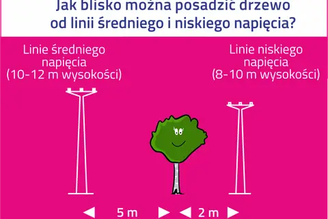 Ilustracja pokazuje, jak daleko od słupa średniego napięcia (5 m) i niskiego napięcia (2 m) można posadzić drzewo.