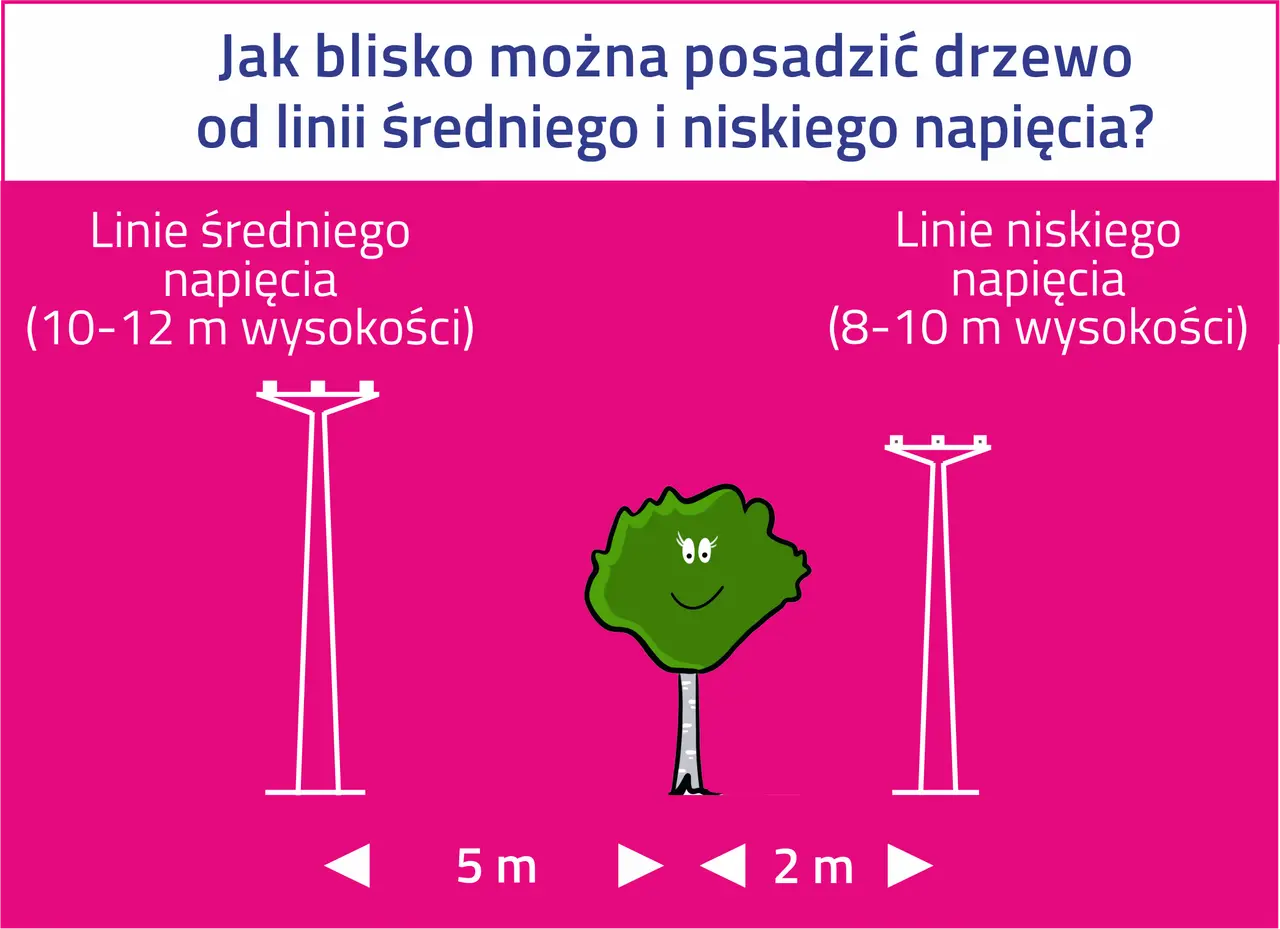 Ilustracja pokazuje, jak daleko od słupa średniego napięcia (5 m) i niskiego napięcia (2 m) można posadzić drzewo.